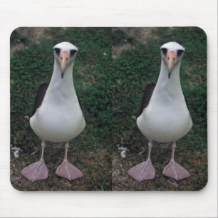 Laysan Albatros stehend Mousepad