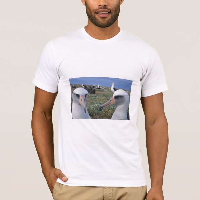 Laysan Albatroskolonie T-Shirt (Vorderseite)