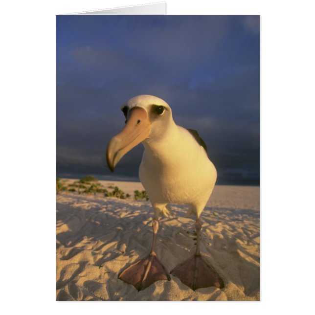 Laysan Albatross, Diomedea immutabilias), (Vorne)