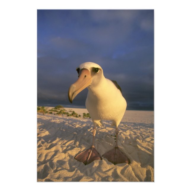Laysan Albatross, Diomedea immutabilias), Fotodruck (Vorne)