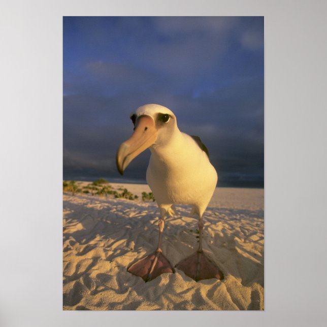 Laysan Albatross, Diomedea immutabilias), Poster (Vorne)