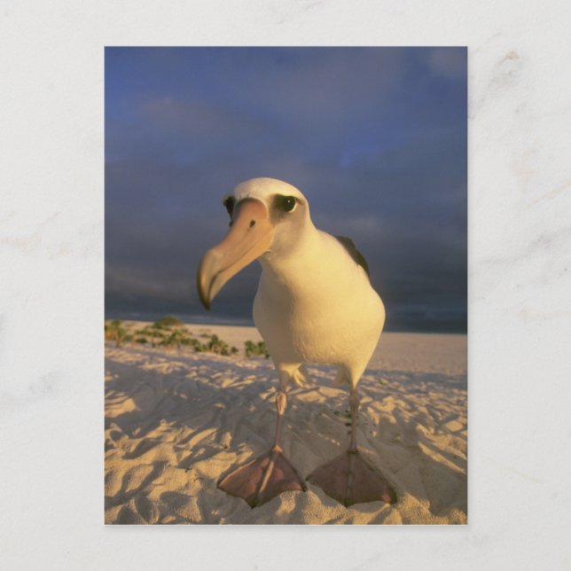 Laysan Albatross, Diomedea immutabilias), Postkarte (Vorderseite)