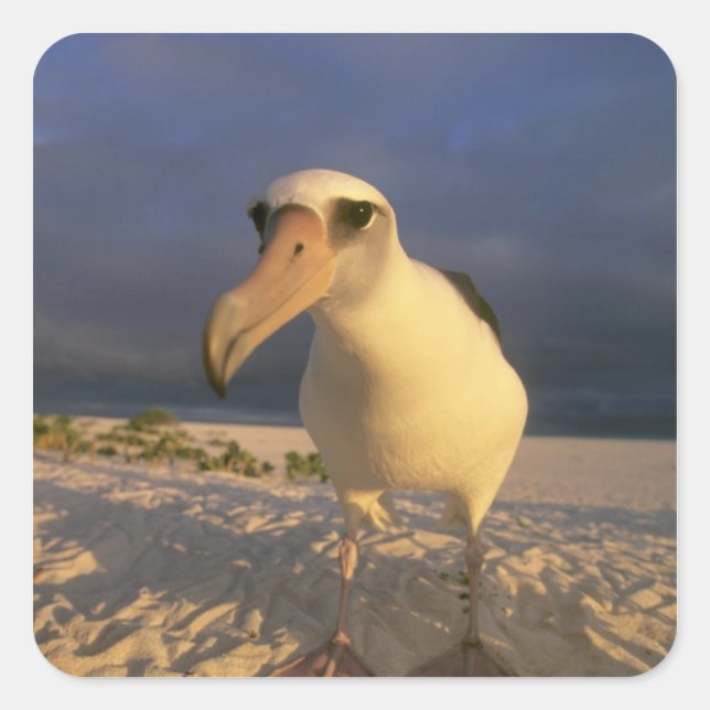 Laysan Albatross, Diomedea immutabilias), Quadratischer Aufkleber (Vorderseite)