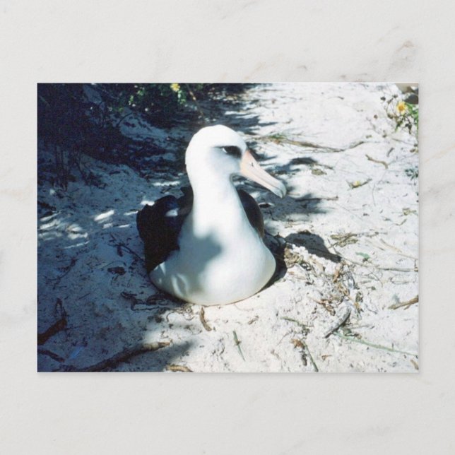 Laysan Albatross Postkarte (Vorderseite)