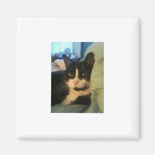 Lazey Cat Magnet