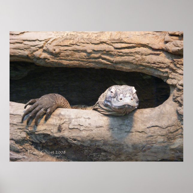 Lazing Komodo Poster (Vorne)