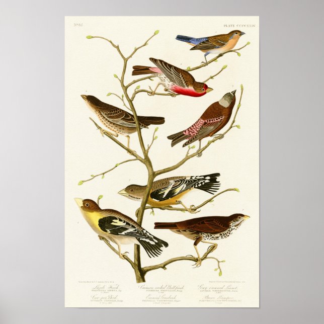 Lazuli Finch John James Audubon Birds of America Poster (Vorne)