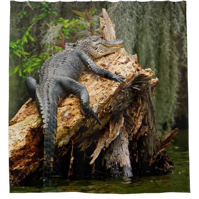 Lazy Alligator Duschvorhang von DeGruy (Vorderseite)