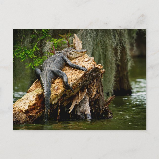 Lazy Alligator Postcard von DeGruy Postkarte (Vorderseite)