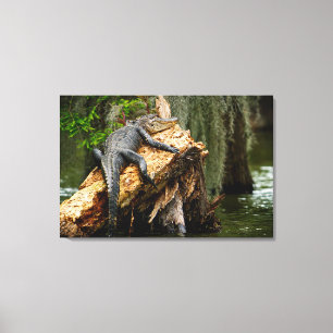 Lazy Alligator Stretched Canvas Print von DeGruy Leinwanddruck
