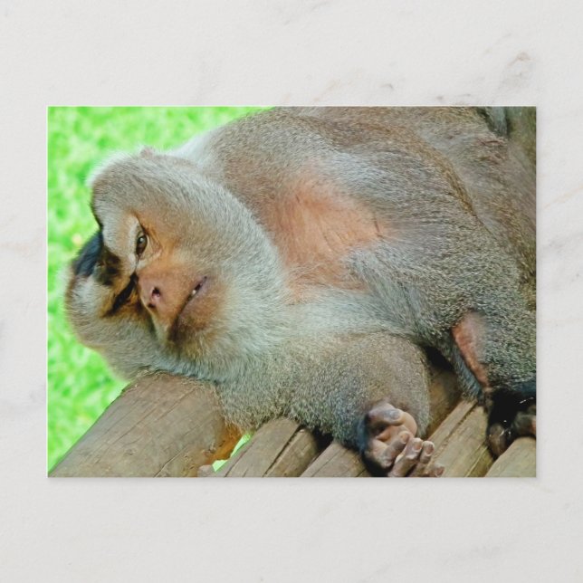 Lazy Baboon Postkarte (Vorderseite)