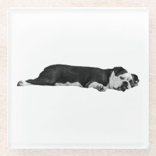 Lazy Bulldog, hübscher Tisch Glasuntersetzer