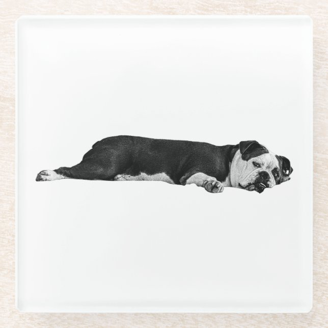Lazy Bulldog, hübscher Tisch Glasuntersetzer (Vorderseite)