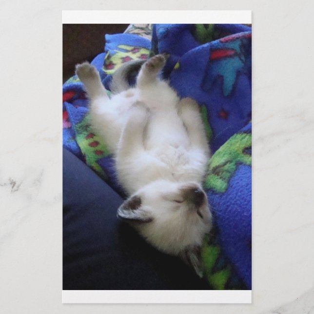Lazy Cat (Vorderseite)