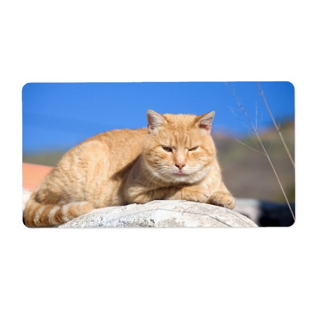 Lazy Cat (Vorne)