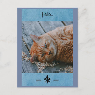 Lazy Cat Say's Hello Postcard Postkarte