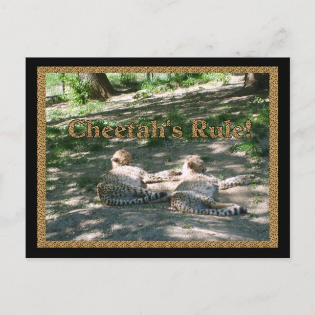 Lazy Cheetahs Postkarte (Vorderseite)
