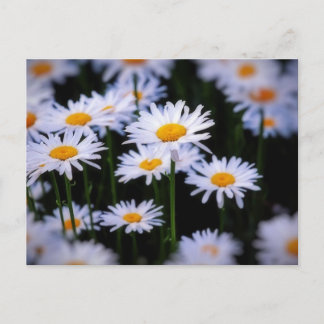 Lazy Daisy Postkarte