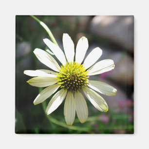 Lazy Daisy Summer Day Magnet