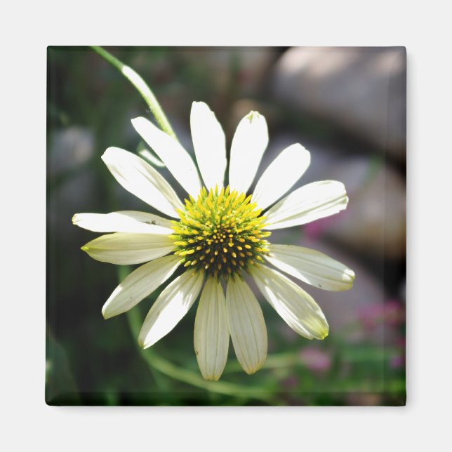 Lazy Daisy Summer Day Magnet (Vorne)