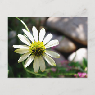 Lazy Daisy Summer Day Postcard Postkarte