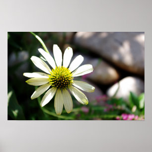 Lazy Daisy Summer Day Print Poster