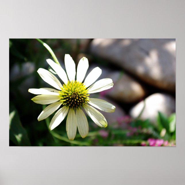 Lazy Daisy Summer Day Print Poster (Vorne)