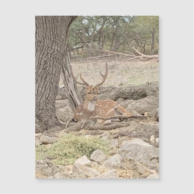 Lazy Deer Magnet (Vorderseite)