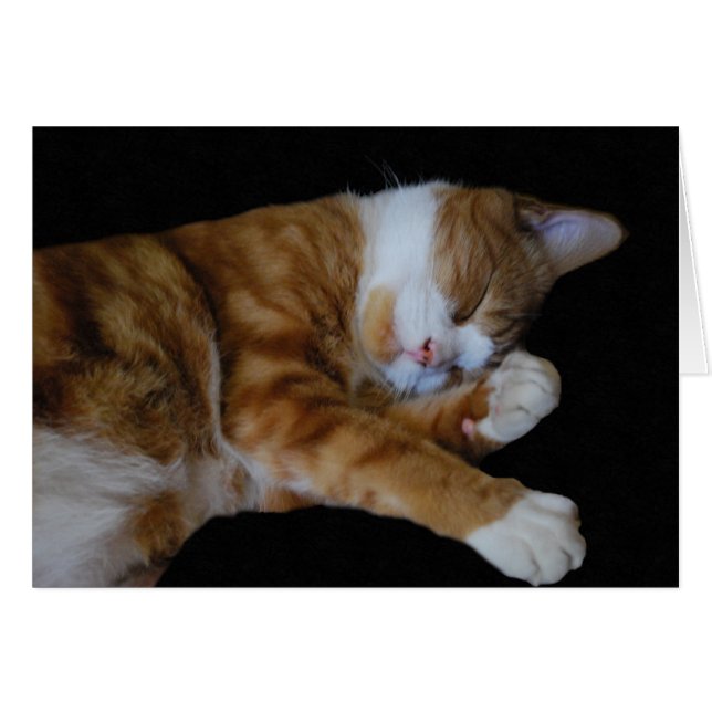 Lazy Ginger Cat (Vorderseite (Horizontal))