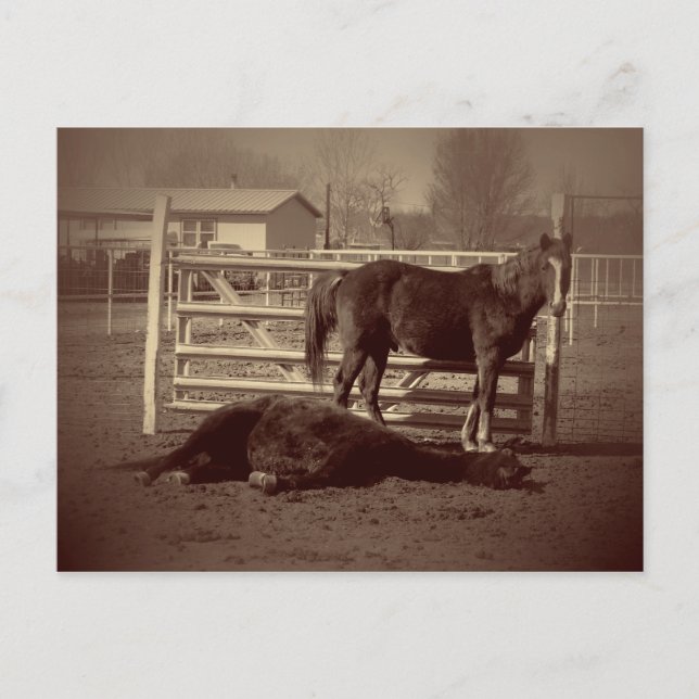 Lazy Horses Postkarte (Vorderseite)