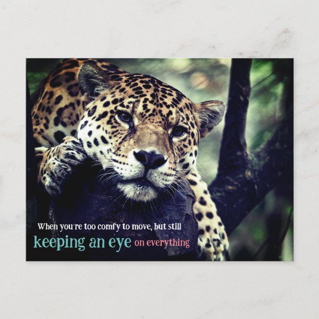 Lazy Jaguar in Foto Feiertagspostkarte (Vorderseite)