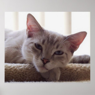 Lazy Kitten, Bengalisch Siam Cat Foto 24x20 Poster