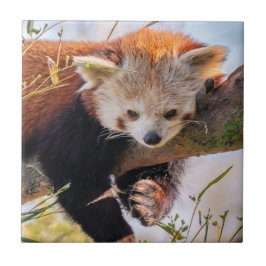Lazy kleine rote Panda Fliese
