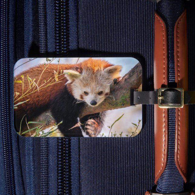 Lazy kleine rote Panda Gepäckanhänger (Vorderseite Insitu 4)