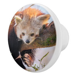 Lazy kleine rote Panda Keramikknauf