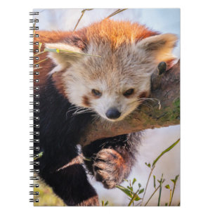 Lazy kleine rote Panda Notizblock