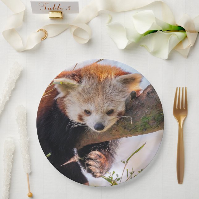 Lazy kleine rote Panda Pappteller (Hochzeit)