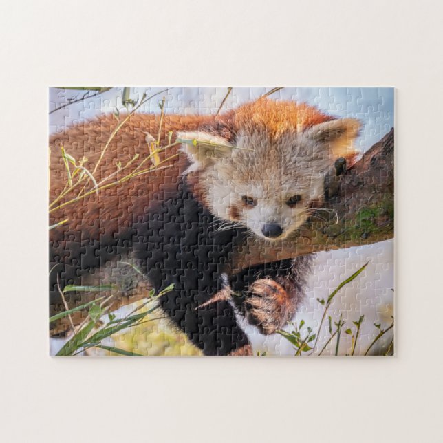 Lazy kleine rote Panda Puzzle (Horizontal)