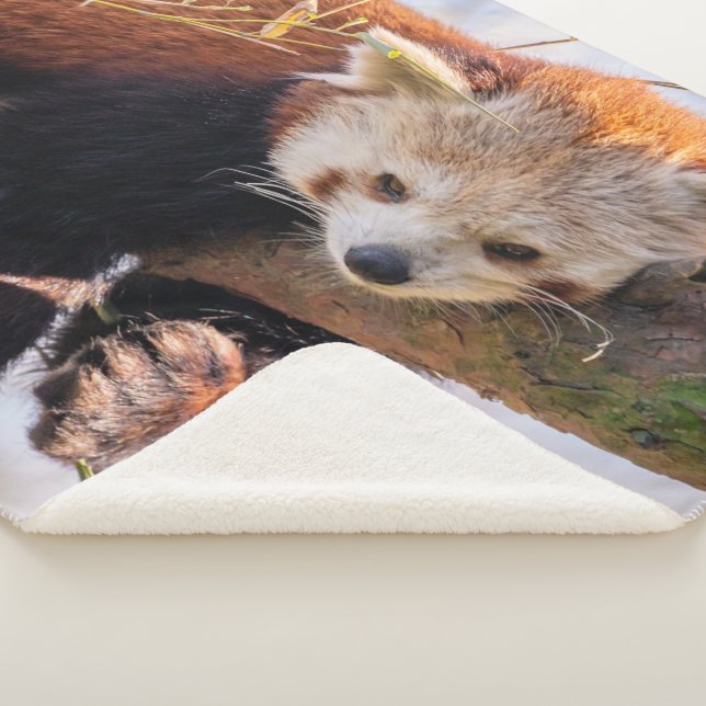 Lazy kleine rote Panda Sherpadecke (3/4)