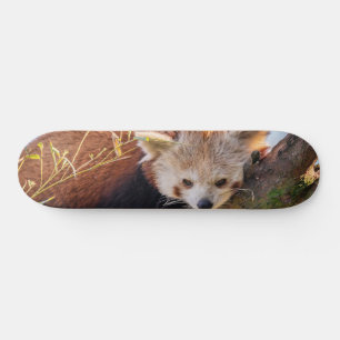 Lazy kleine rote Panda Skateboard