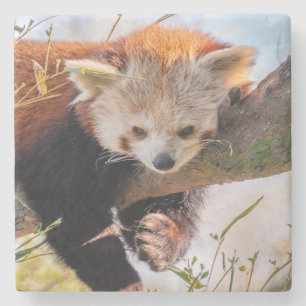 Lazy kleine rote Panda Steinuntersetzer