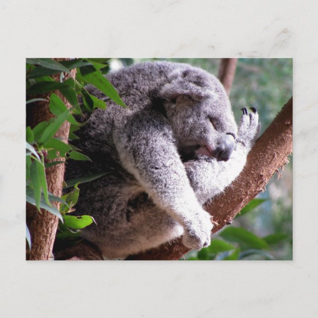 Lazy Koala Postcard Postkarte (Vorderseite)