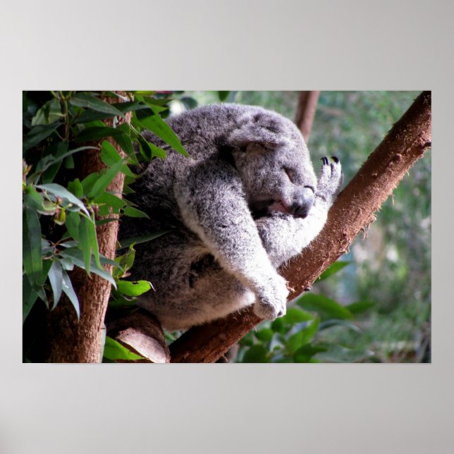 Lazy Koala Poster (Vorne)