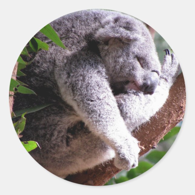 Lazy Koala Sticker (Vorderseite)