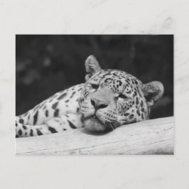 "Lazy Leopard" Postkarte