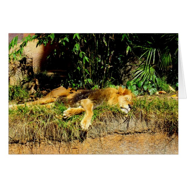 Lazy lion (Vorderseite (Horizontal))