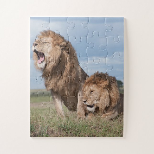Lazy Lion Brothers on Savannah Puzzle (Vertikal)