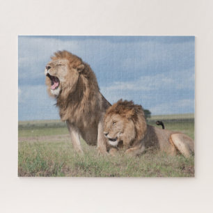 Lazy Lion Brothers on Savannah Puzzle