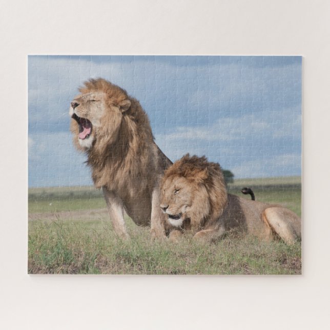 Lazy Lion Brothers on Savannah Puzzle (Horizontal)