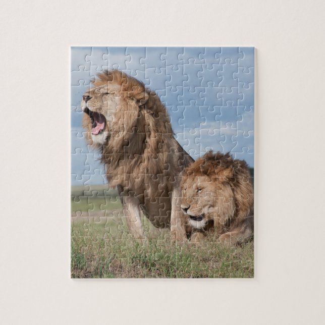 Lazy Lion Brothers on Savannah Puzzle (Vertikal)